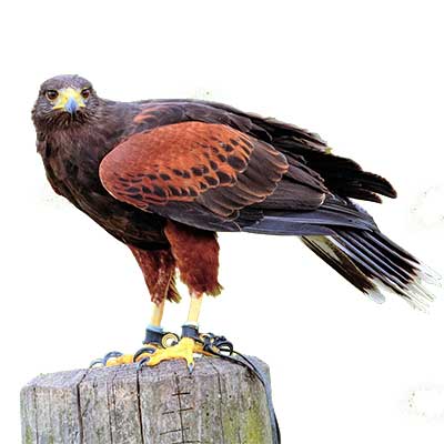 book falconry experience