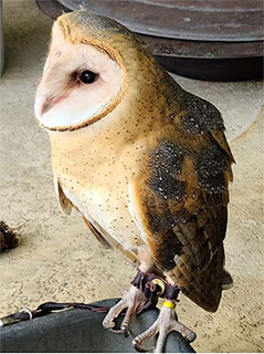 Cassandra - Barn Owl