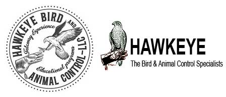 Hawkeye Falconry School and Falconer's Experiences