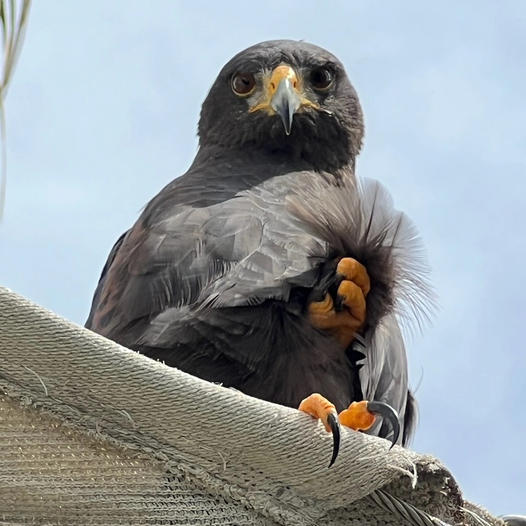 Learn about falconry and how to become a falconer