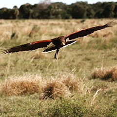 remus-harris hawk