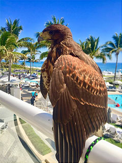 romulus-harris hawk