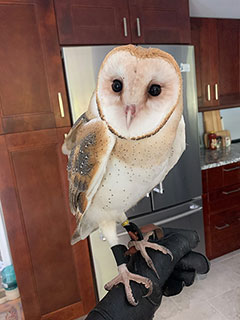 Troy - Barn Owl